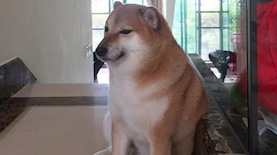 Cheems, צילום: מתוך האינסטגרם